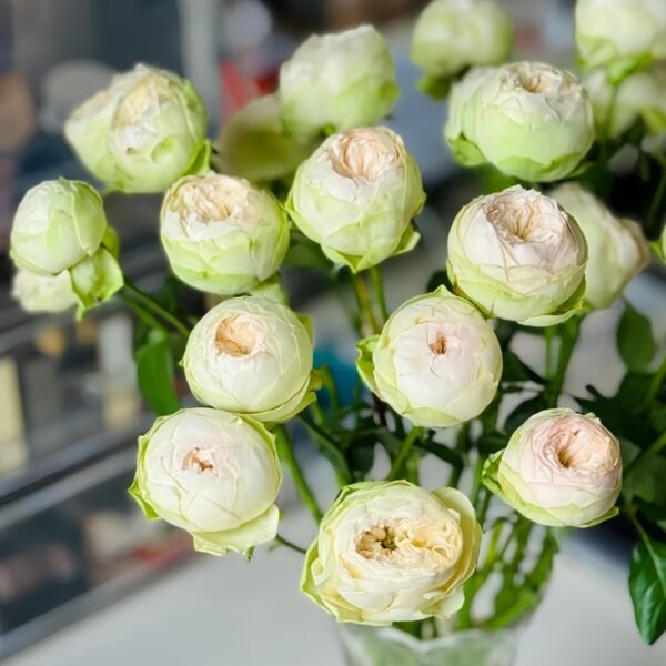 Pinky Pie Rose
