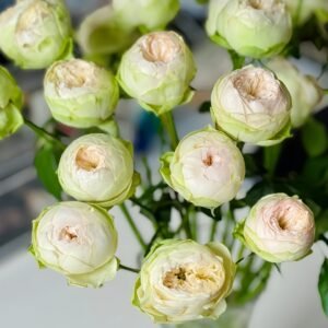 Pinky Pie Rose