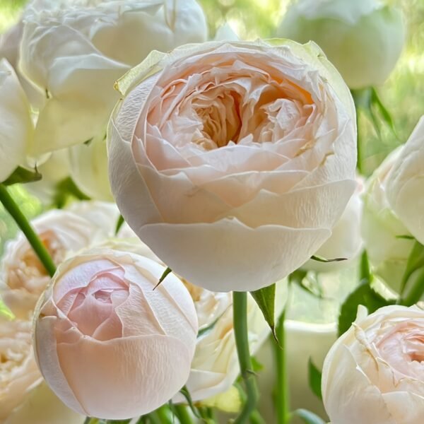 Pinky Pie Rose