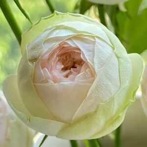Pinky Pie Rose