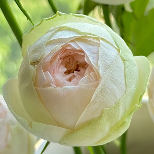 Pinky Pie Rose