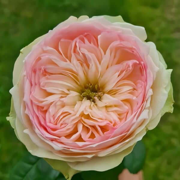 Pinky Pie Rose