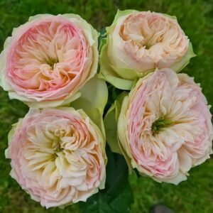Pinky Pie Rose