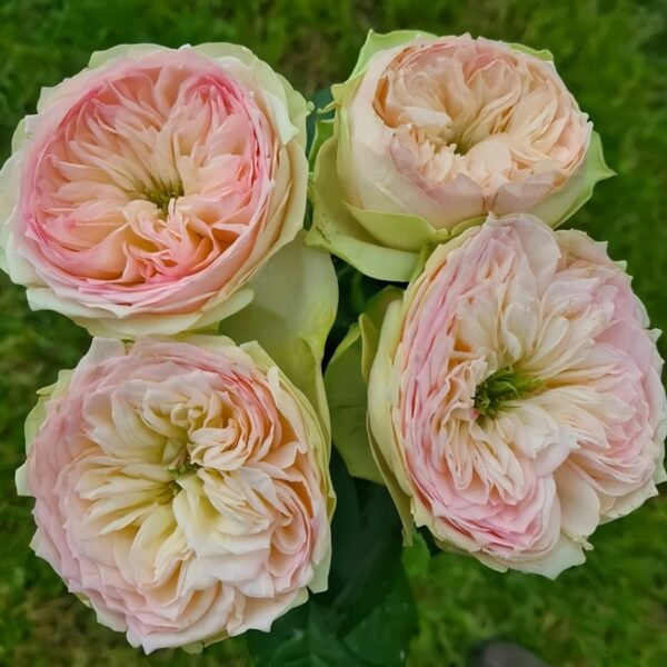 Pinky Pie Rose