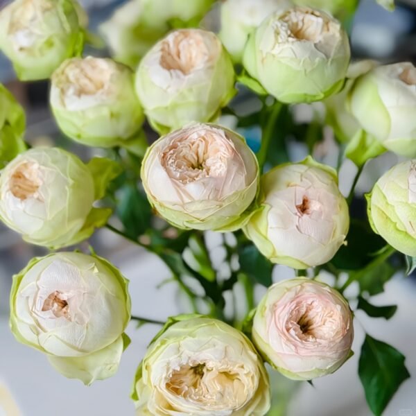 Pinky Pie Rose