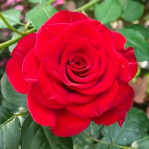 Plateau Red Rose