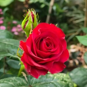 Plateau Red Rose