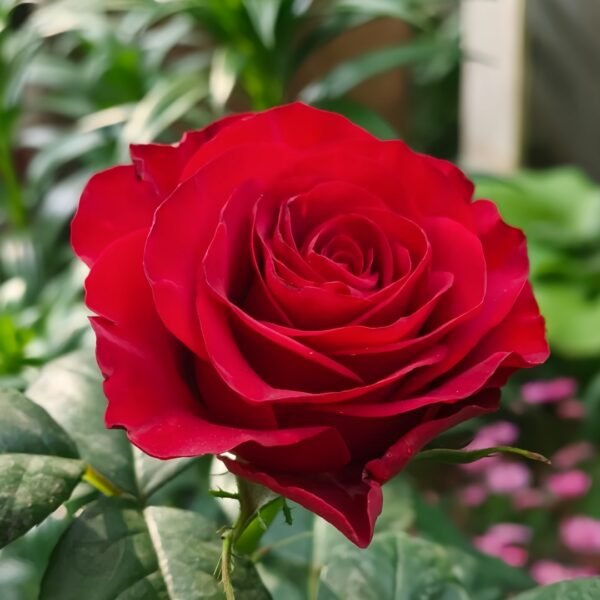 Plateau Red Rose