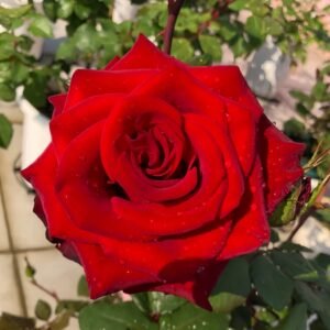Plateau Red Rose