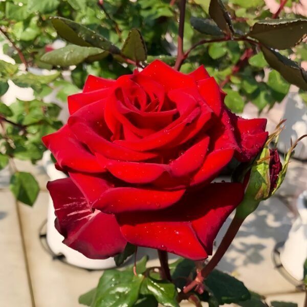 Plateau Red Rose