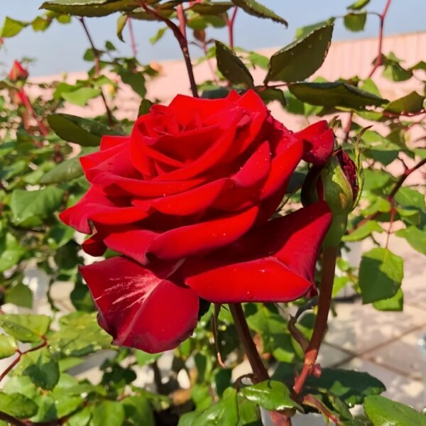 Plateau Red Rose