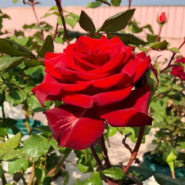 Plateau Red Rose