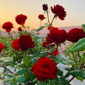 Plateau Red Rose