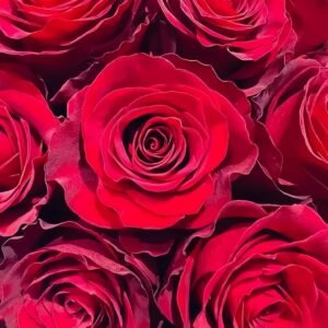 Plateau Red Rose