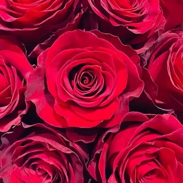 Plateau Red Rose
