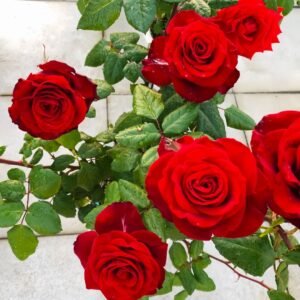 Plateau Red Rose