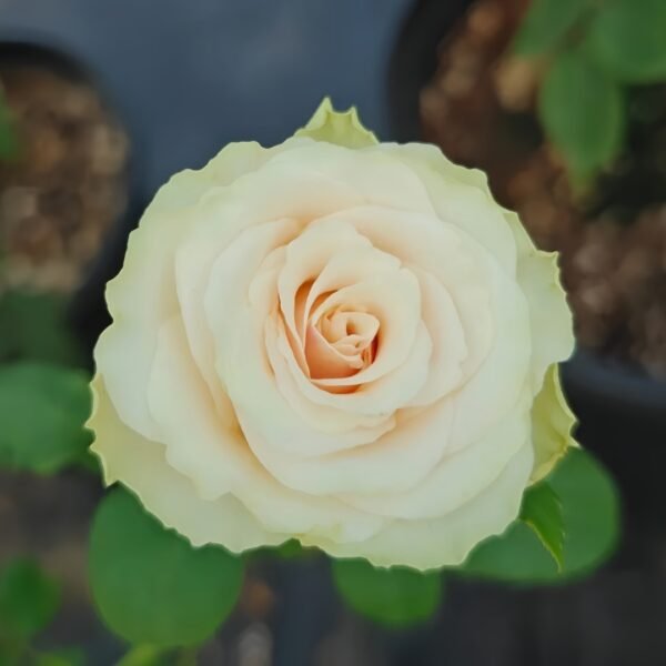 Pompeii Rose