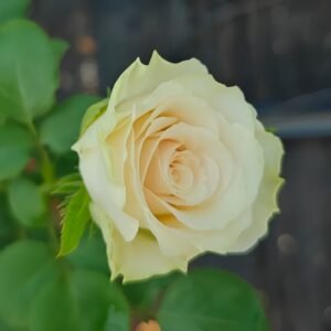 Pompeii Rose