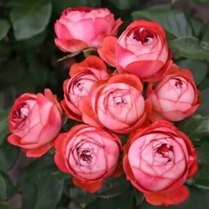 Pompeji Rose