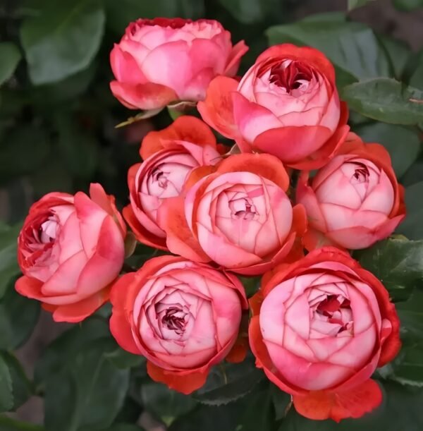 Pompeji Rose