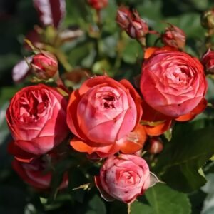 Pompeji Rose