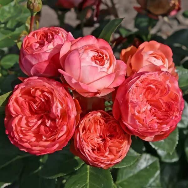 Pompeji Rose