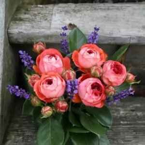 Pompeji Rose