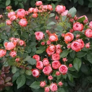 Pompeji Rose