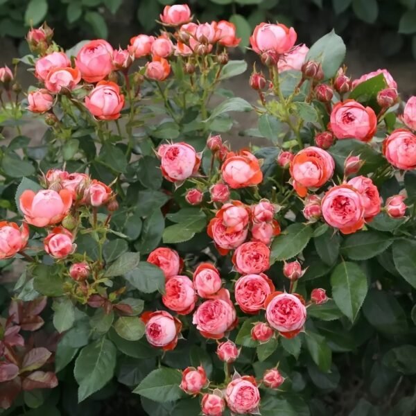 Pompeji Rose