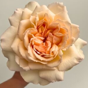 Princess Holly's Hope Rose