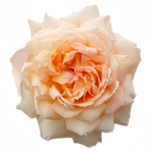 Princess Holly's Hope Rose