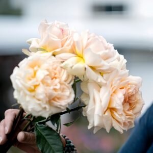 Princess Holly's Hope Rose
