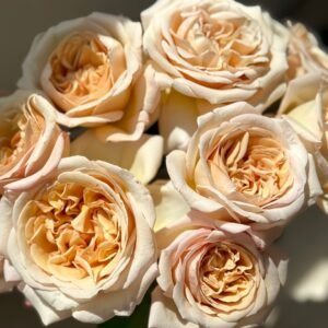 Rallye des Gazelles Rose