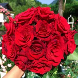 Red Bride Rose