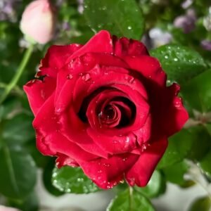 Red Bride Rose