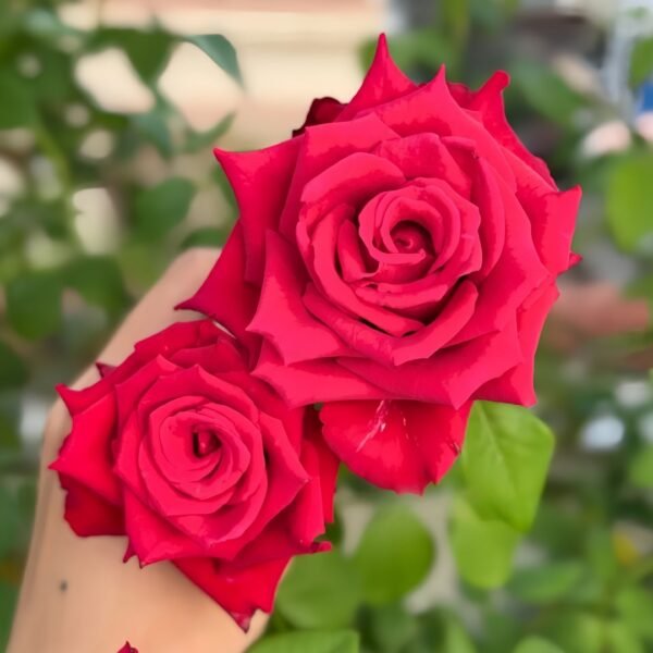 Red Bride Rose