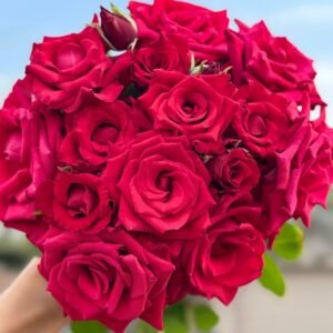 Red Bride Rose