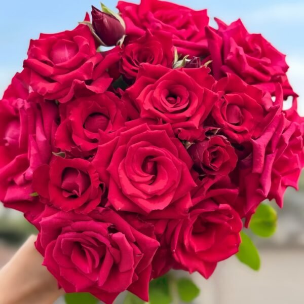 Red Bride Rose