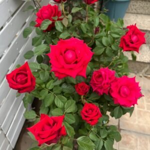 Red Bride Rose