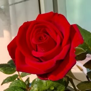 Red Bride Rose