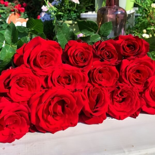 Red Bride Rose