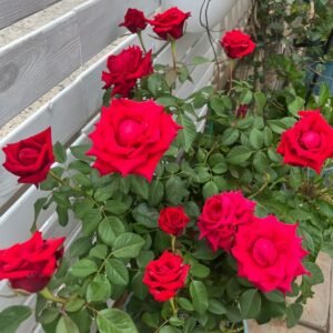 Red Bride Rose