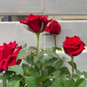 Red Bride Rose