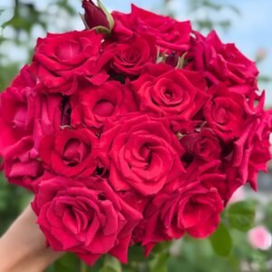 Red Bride Rose Plant ｜红新娘 - 图片 10