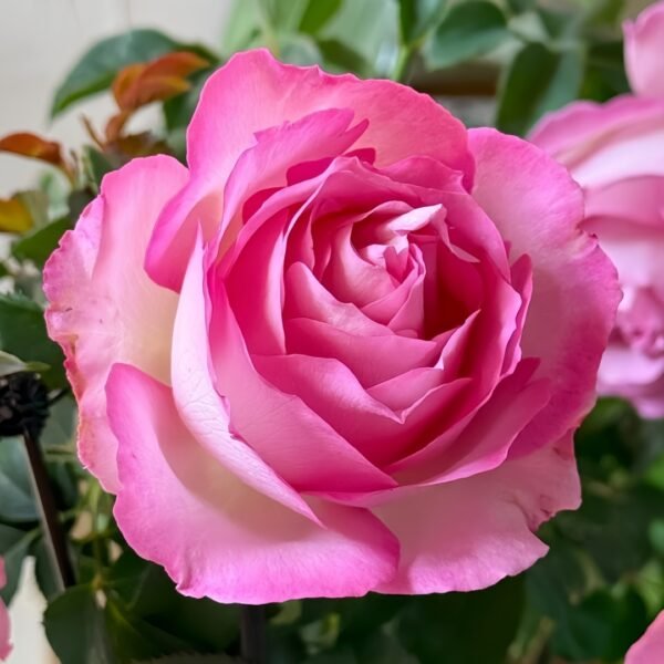 Rien Rose