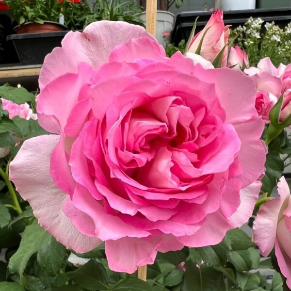 Rien Rose