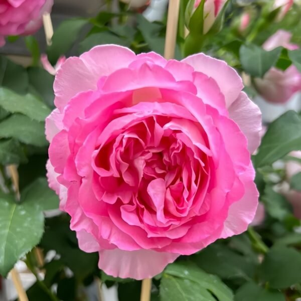 Rien Rose