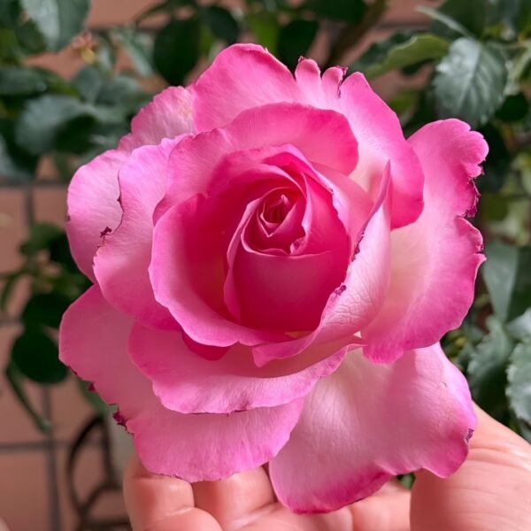 Rien Rose