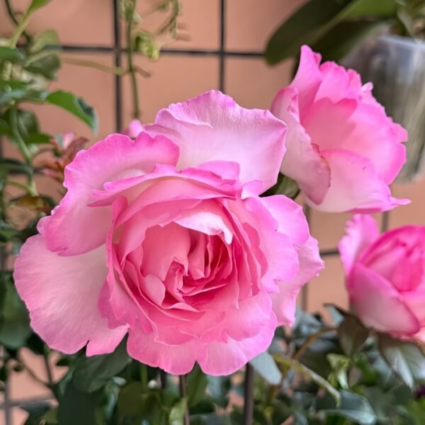 Rien Rose