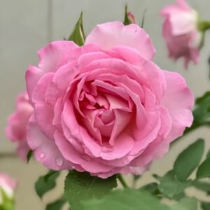 Rien Rose